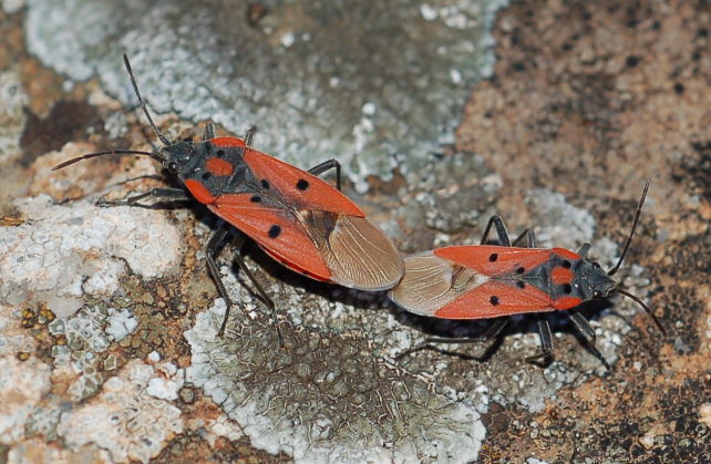 Lygaeus creticus in Sicilia